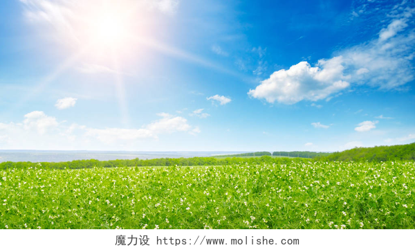 蓝天白云下的一片草地绿豌豆田野和日出在蓝天。春季农业景观。宽照片 .